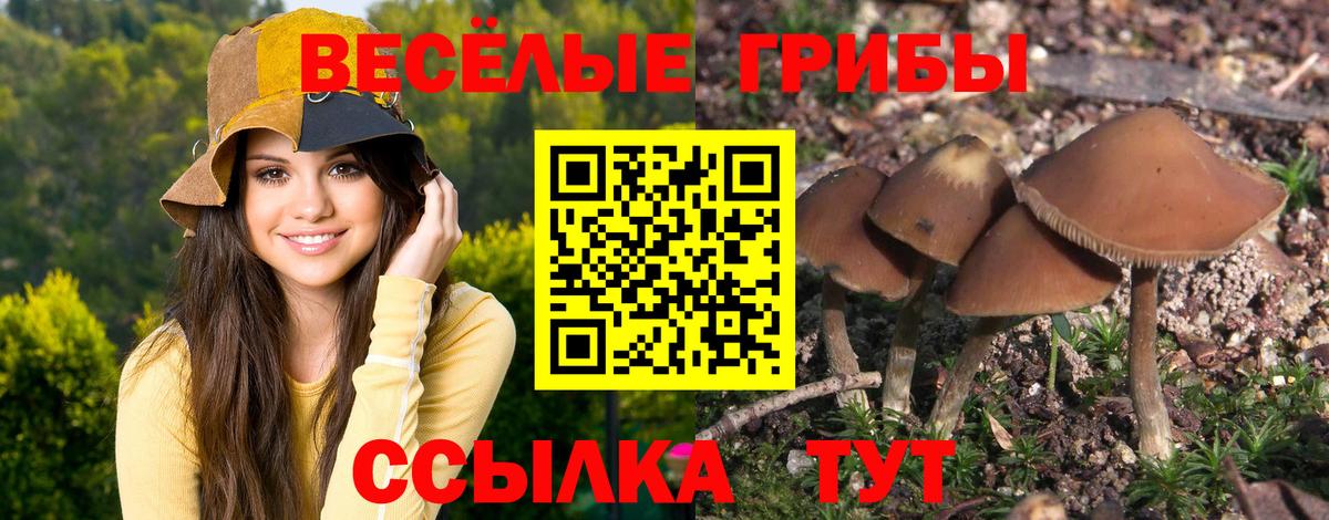 Псилоцибиновые грибы Cubensis  Вход с VPN  Ефремов 